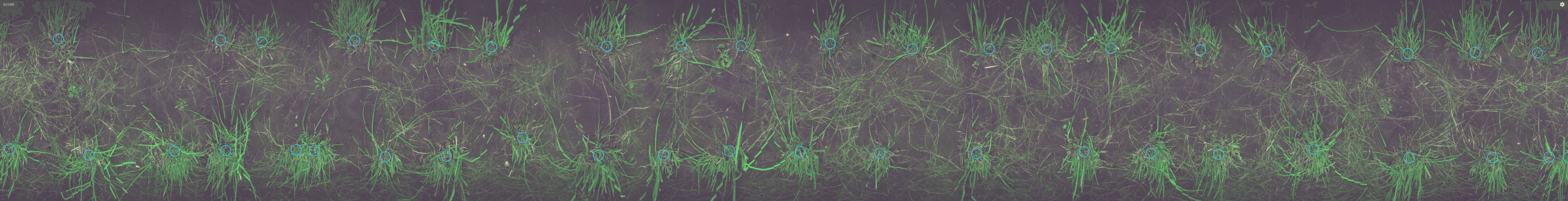 Plant Detection