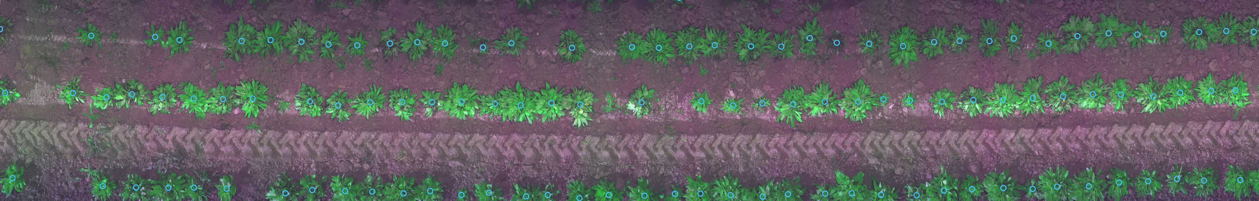 Plant Detection