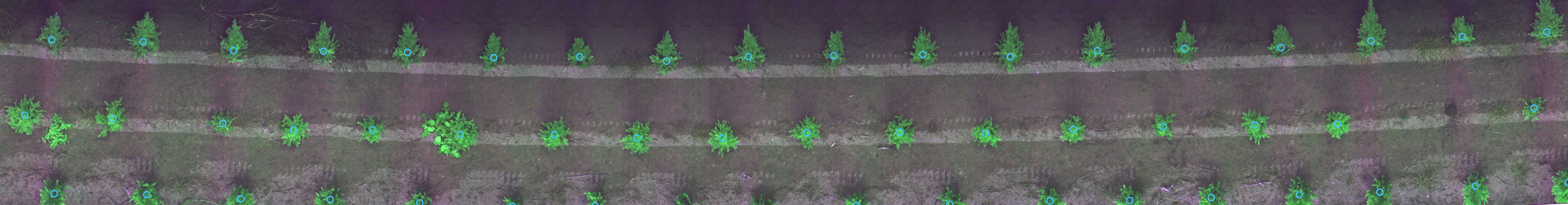 Plant Detection
