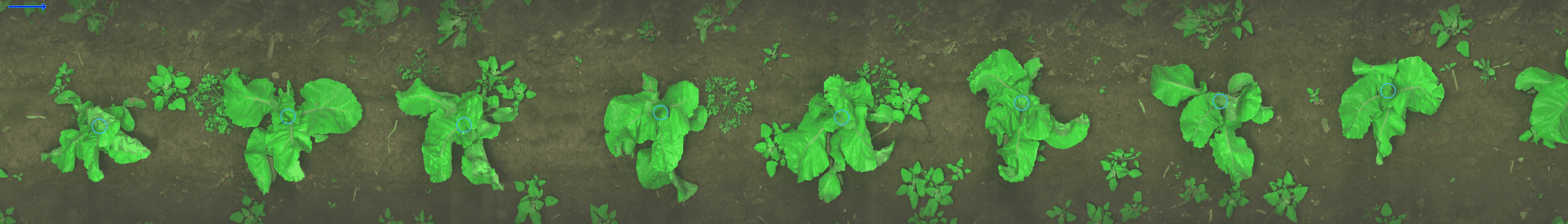 Plant Detection