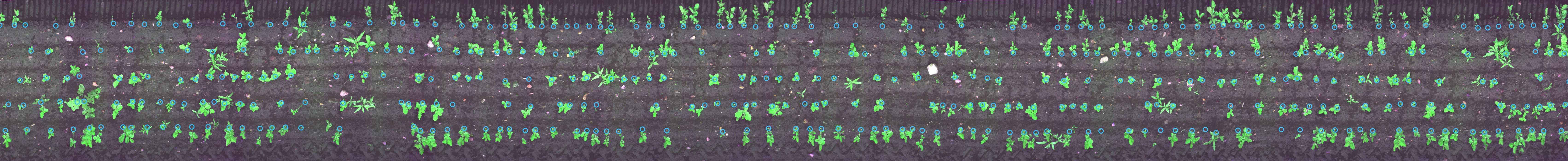 Plant Detection