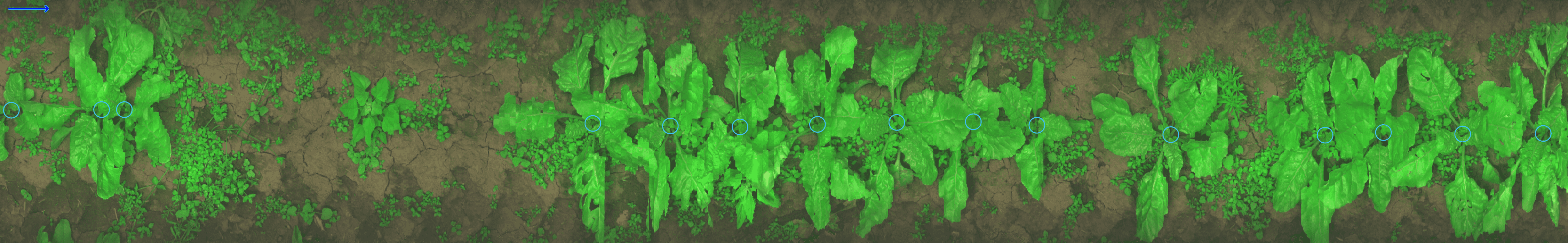 Plant Detection
