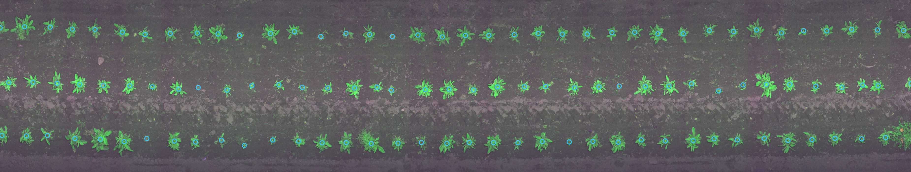 Plant Detection