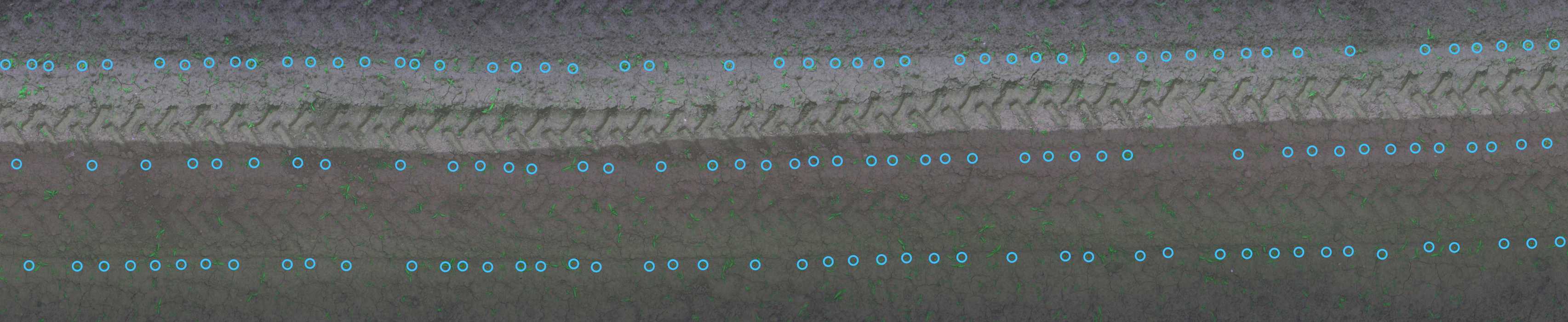 Plant Detection