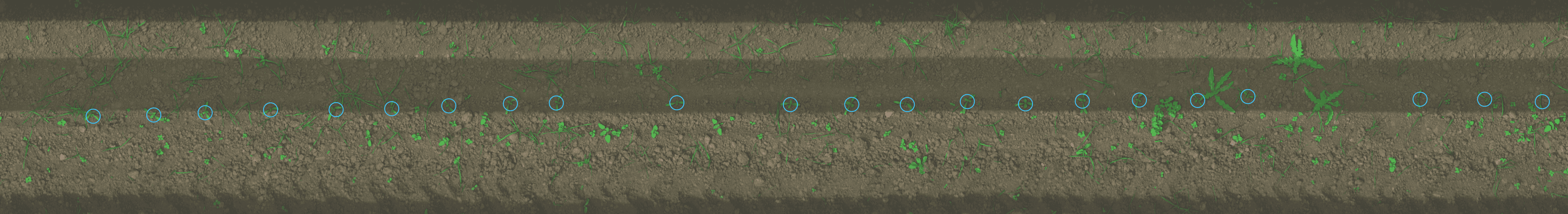 Plant Detection