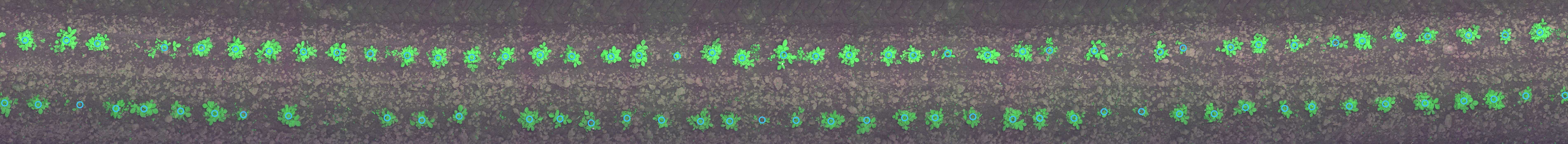 Plant Detection