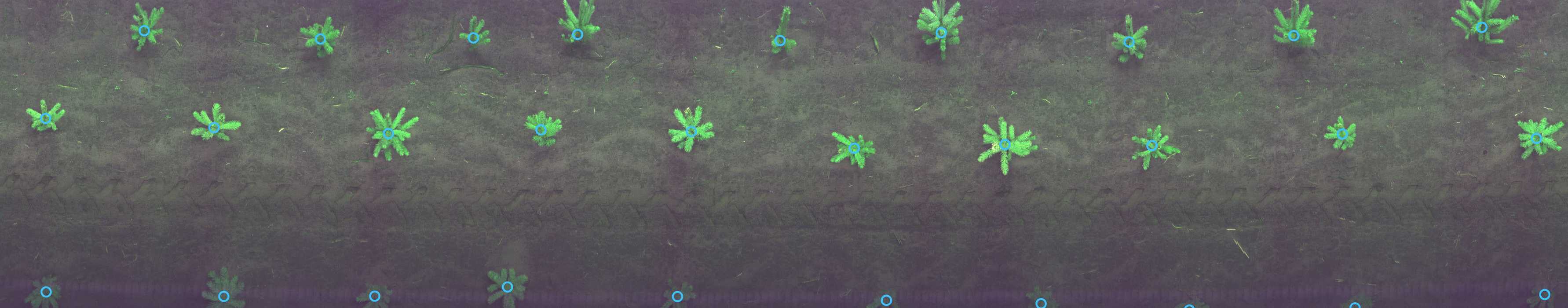 Plant Detection