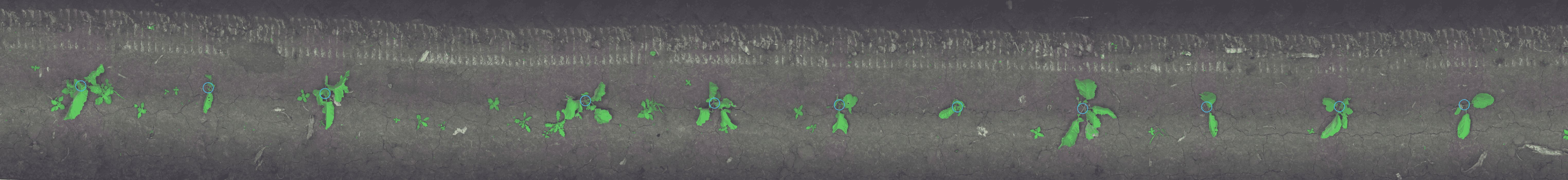 Plant Detection