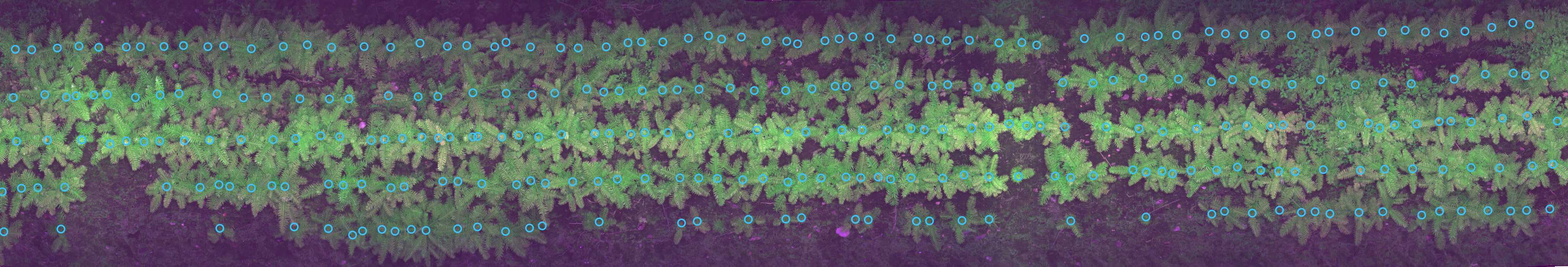 Plant Detection