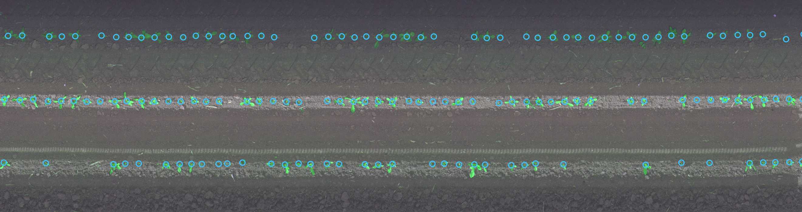Plant Detection