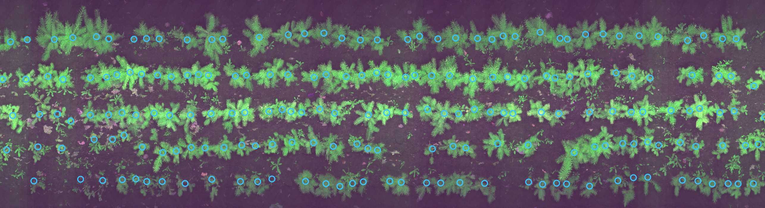 Plant Detection