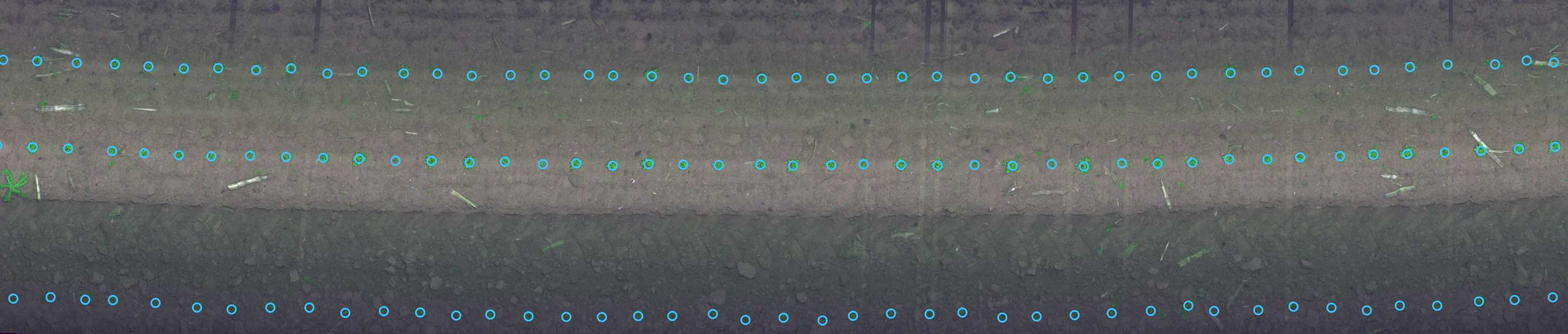 Plant Detection